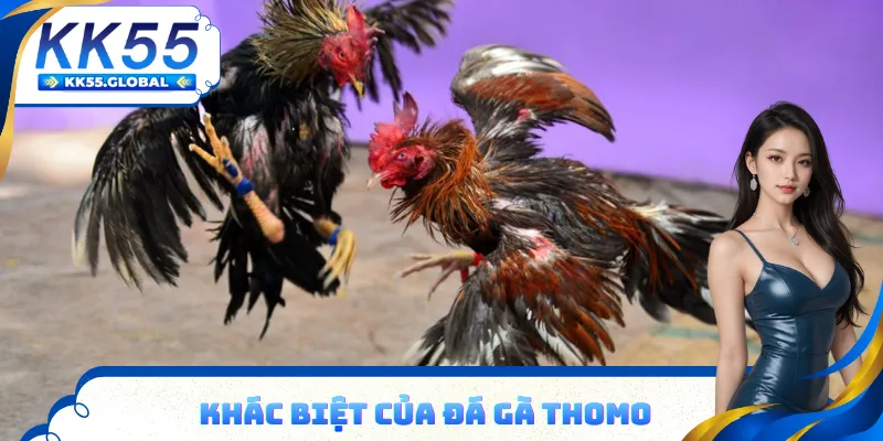 Loại hình đá gà ở Thomo hấp dẫn, khác biệt